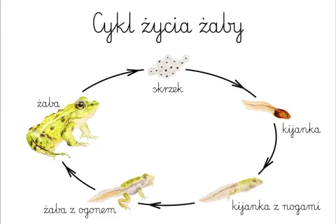 Ilustracja cyklu życia żaby: skrzek, kijanka, kijanka z nogami, żaba z ogonem i dorosła żaba.
