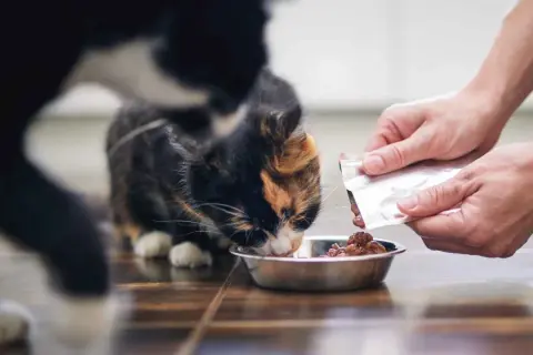 Un gato come comida húmeda de un cuenco. La cantidad de cuanta comida húmeda debe comer un gato al día depende de su edad y peso.