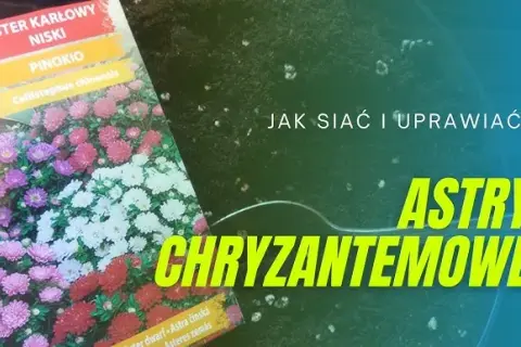 Siew astrów do gruntu: Prosty przewodnik krok po kroku