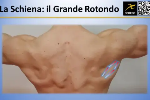 Muscoli schiena: il grande rotondo evidenziato con grafiche.