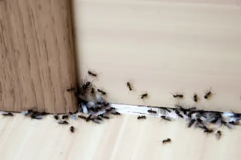 Małe mrówki w domu, niektóre ze skrzydłami, gromadzą się przy drewnianej krawędzi.