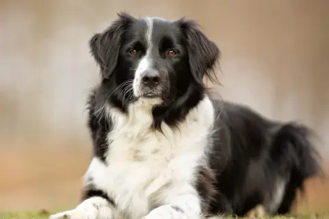 Ein Border Collie Australian Shepherd Mix liegt entspannt im Gras. Sein schwarz-weißes Fell und die aufmerksamen Augen machen ihn zu einem Blickfang.