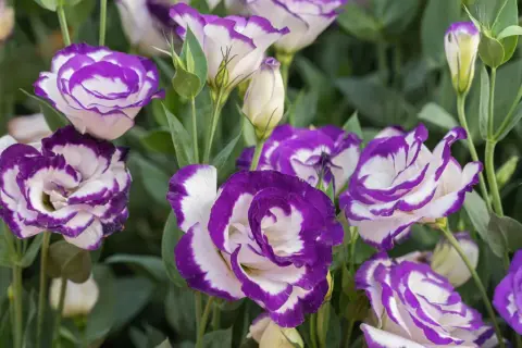 Urocza eustoma w doniczce, z fioletowo-białymi płatkami, tworzy bujną kompozycję.