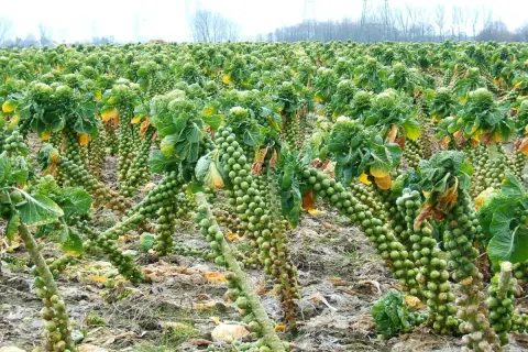 Reife Rosenkohlpflanzen stehen in Reih und Glied auf einem Feld. Die kleinen Röschen sind dicht an den Stängeln angeordnet.