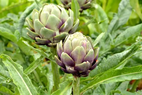 Deux beaux plants d'artichaut aux couleurs violettes et vertes, prêts à être récoltés.