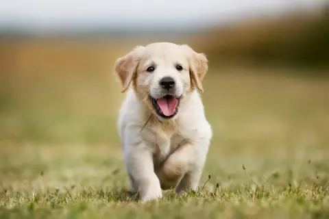 Szczenię golden retriever miniaturka biegnie przez trawę z radosnym wyrazem pyska.