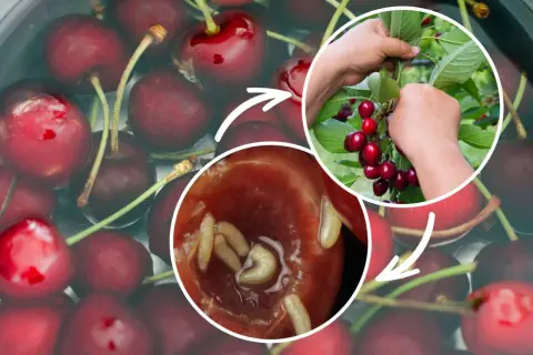 Ręce zbierają czereśnie, a zbliżenie pokazuje larwy w owocach – to problem szkodników czereśni.