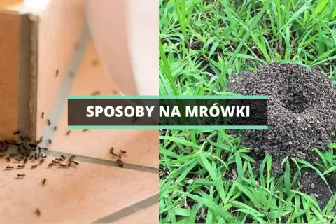 Mrówki w ogrodzie: Skuteczne sposoby na pozbycie się problemu