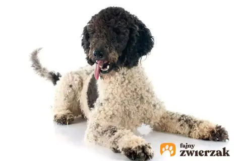 Uroczy portugalski pies dowodny z kręconą sierścią, leżący na białym tle, z językiem na wierzchu.