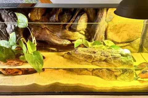 Mały żółw stepowy w swoim pięknym, piaszczystym terrarium z roślinami i kryjówkami.