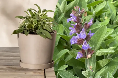 Salbei in einem Topf und blühend. Vorsicht: Salbei giftig in großen Mengen.