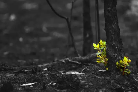 Grüne Triebe sprießen aus einem Baumstamm im Schwarz-Weiß-Wald. Ein Symbol für Jesus Hoffnung und neues Leben.