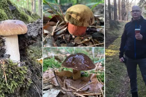 Gdzie na grzyby Szczecin? Odkryj najlepsze miejsca na zbieranie grzybów