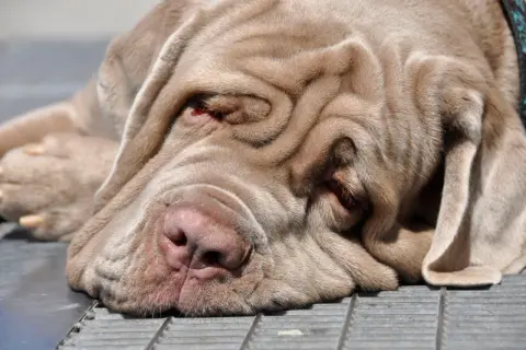 Ein schläfriger Mastino Napoletano mit tiefen Falten im Gesicht ruht sich aus.