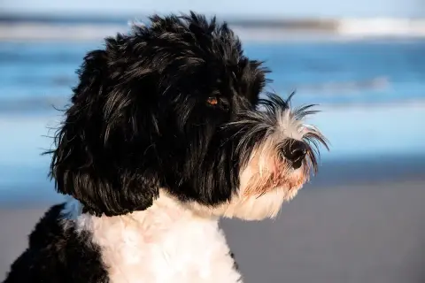 Perro de agua negro y blanco en la playa. ¿Cuánto dura un perro de agua? ¡Toda la vida si lo cuidas bien!