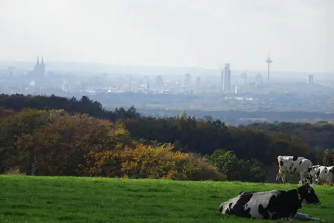 Kühe auf einer grünen Wiese mit Blick auf die Silhouette von Köln und den Sonnenberg in Bergisch Gladbach im Dunst.