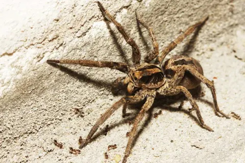 Una tarantola italiana, con le sue zampe pelose, si muove su una superficie ruvida, circondata da piccole formiche.