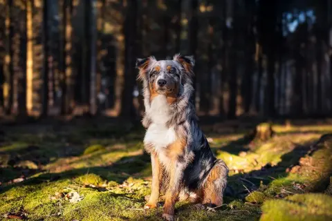 Ein wunderschöner Australian Shepherd sitzt im Sonnenlicht im Wald. Sein Fell ist eine Mischung aus Grau, Braun und Weiß.