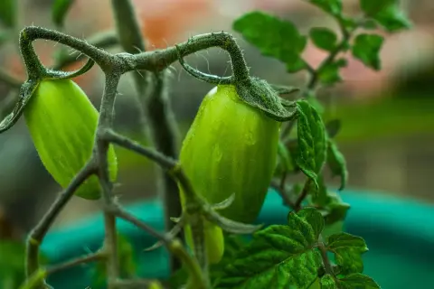 Pomodori in vaso, ancora verdi e succosi, pendono dai rami nodosi. Le gocce di pioggia brillano sulla loro superficie, promettendo un futuro sapore.