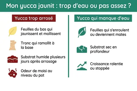 Mon yucca jaunit : feuilles molles, tronc mou, substrat humide, odeur de moisi. C'est un yucca trop arrosé.