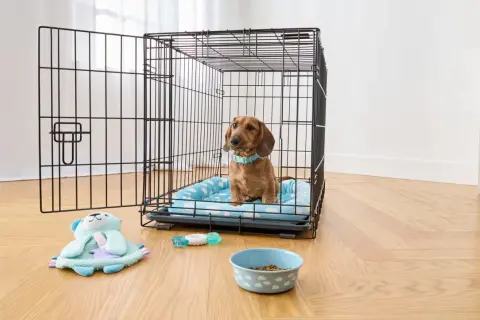 A dachshund sits in a crate, contemplating what size crate for my dog. Toys and a food bowl are nearby.