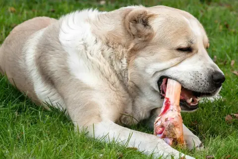 Ein großer Hund genießt genüsslich einen Knochen im Gras. Er kaut kräftig auf dem Knochen, der ihm sichtlich schmeckt.