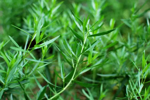 Grüne Estragonpflanze mit schmalen Blättern. Man fragt sich, wie schmeckt estragon, leicht anisartig und würzig.