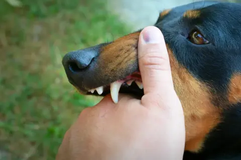 Doberman z ostrymi zębami delikatnie naciska na palec. Czas nauki, kiedy szczeniak przestaje gryźć, jest kluczowy.