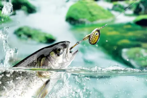 Ein Fisch schnappt nach einem Spinnerköder, der beim Spinnangeln verwendet wird. Das Wasser spritzt, während der Fisch aus dem Fluss springt.