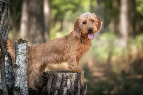 En busig basset fauve de bretagne valp står på en stubbe i skogen, med tungan ute och redo för äventyr.