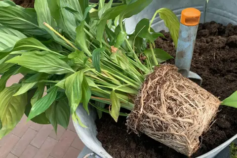Ein Spathiphyllum mit dichtem Wurzelballen liegt bereit, um in frische Erde umgetopft zu werden. Eine kleine Schaufel liegt daneben.