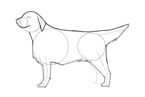 Jak narysować golden retrievera - łatwe kroki do realistycznego rysunku