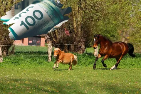 Dwa konie, duży i kucyk, biegają po łące. Nad nimi leci zwinięty banknot 100 zł, symbolizując dopłaty do koni.