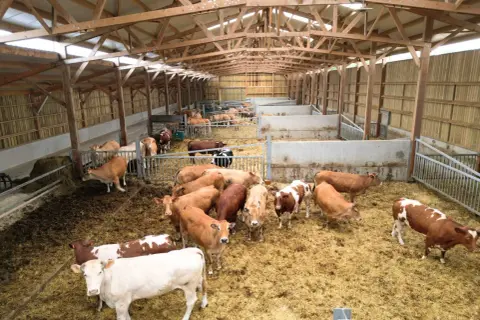 Vue d'ensemble d'un bâtiment d'engraissement bovin avec plusieurs enclos remplis de vaches de différentes couleurs.