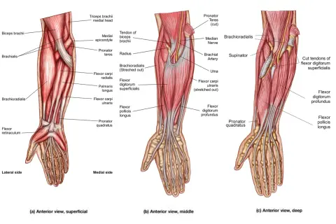 Forearm grips work muscles like the flexor digitorum superficialis and profundus, brachioradialis, and pronator teres, as shown in these anatomical views.