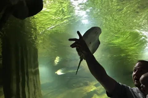 Ojciec z dzieckiem w oceanarium Międzyzdroje, wyciągają ręce do płaszczki.