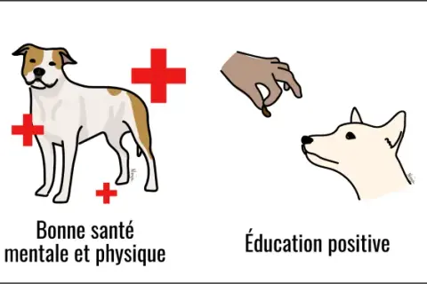 Prévenir le risque de morsure de chien par une bonne santé, une éducation positive et une relation de confiance.