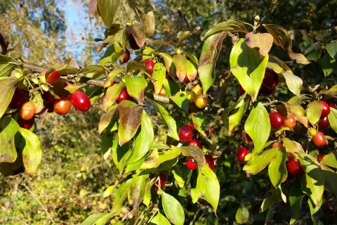 Rote Früchte am Strauch, die an Kornelkirsche erinnern. Vorsicht: Kornelkirsche giftig für den Verzehr.
