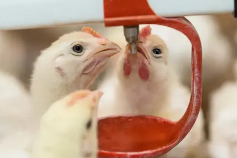 Pulcini intenti a bere da un abbeveratoio, forse per prevenire la coccidiosi nelle galline.