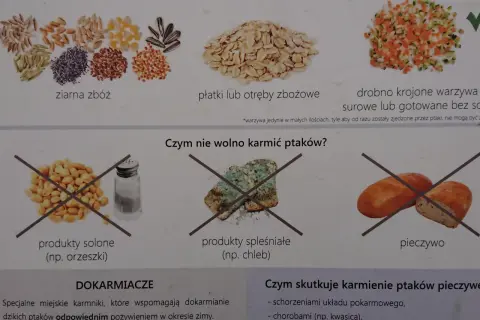 Zdjęcie przedstawia różne rodzaje ziaren, płatków i warzyw, a także zakazane produkty: solone orzeszki, spleśniały chleb i pieczywo.