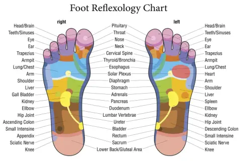 Carte de réflexologie plantaire montrant les zones correspondant à la tête, aux sinus et au point acupuncture gros orteil.
