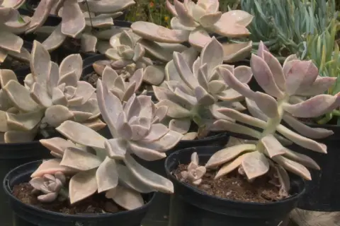 Plusieurs boutures de plantes grasses aux feuilles charnues et rosées, prêtes à être plantées.