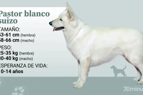 Un pastor suizo blanco, majestuoso y alerta, con información sobre su tamaño, peso y esperanza de vida.