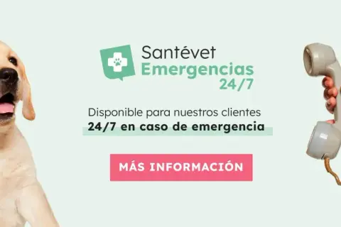Veterinario urgencias cerca de mí: atención inmediata para tu mascota