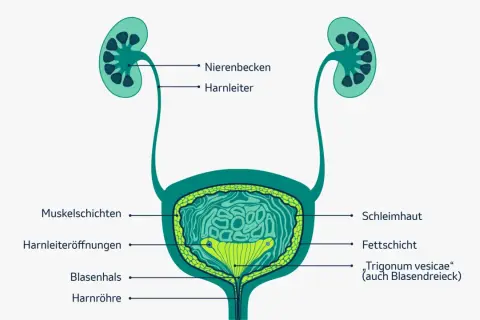 Anatomie der Harnwege mit Nieren, Harnleitern und Blase. Wichtige Informationen zur Lebenserwartung bei Blasenkrebs sind hier nicht abgebildet.