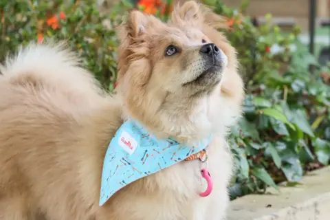 Un perro con un pañuelo azul mira hacia arriba. ¿Cómo saber si mi perro tiene ansiedad? Observa su lenguaje corporal.
