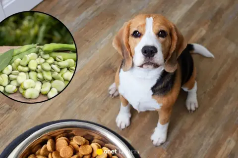 Czy pies może jeść bob? Na zdjęciu beagle siedzi obok miski z karmą, a w okręgu widać świeże boby.