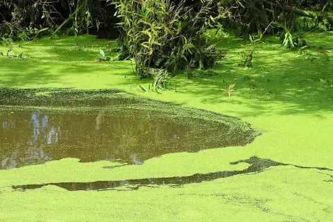 Un étang envahi par les lentilles d'eau, un défi pour **combattre les lentilles d'eau** et restaurer la clarté de l'eau.