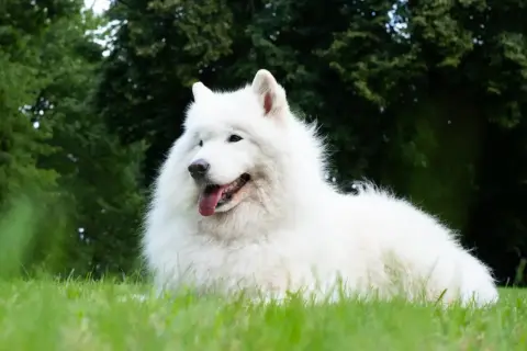 Uśmiechnięty pies samojed leży na trawie, z językiem na wierzchu.
