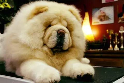 Un adorable chow chow de pelaje blanco y esponjoso descansa, con un fondo de trofeos y una lámpara cálida.